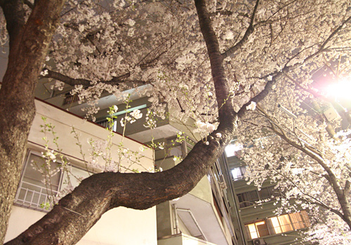 東京の桜2013