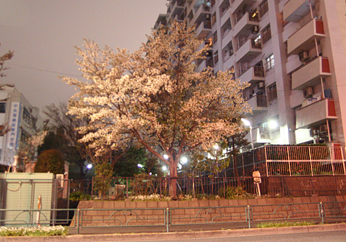 東京の桜2013