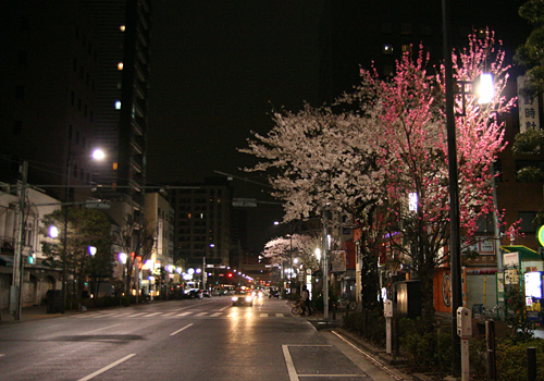 東京の桜2013