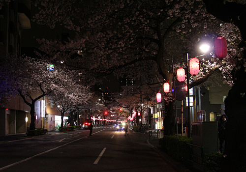 東京の桜2013