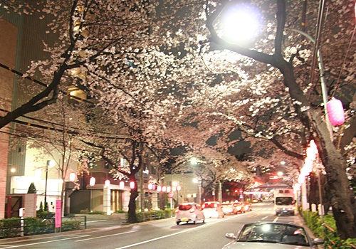 東京の桜2013